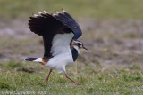 Northern Lapwing - Kievit - Vanellus vanellus