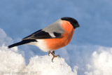 Northern Bullfinch - Noordse Goudvink - Pyrrhula pyrrhula pyrrhula