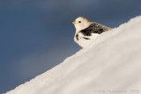 Snow Bunting - Sneeuwgors - Plectrophenax nivalis