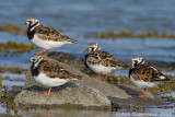 Ruddy Turnstone - Steenloper - Arenaria interpres