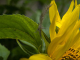 feather and a sunflower