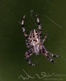 little spider with cross.jpg