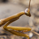 Week #2 -- Brown Mantis