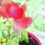 rose still blooming