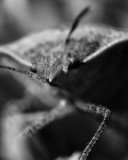 Stink Bug 6955-61.jpg