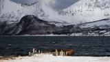 Winter in Troms