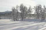 From Senja