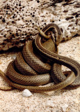 Espanola Snake eating an Espanola Lava Lizard.jpg