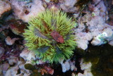 IMGP0393_Green Sea Urchin.JPG
