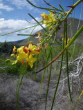 IMGP0540_Parkinsonia.JPG