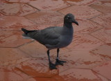 IMGP0720_Lava Gull.JPG