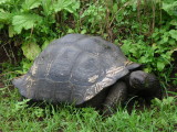 IMGP0751_Galapagos Tortoise.JPG