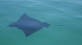 IMGP0854_Spotted Eagle Ray.JPG