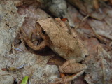 DSCN9453_Spring Peeper.JPG