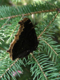 DSCN9654_Mourning Cloak.JPG