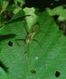 hemiptera spp_DSCN2989.JPG