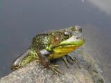 Green Frog.JPG