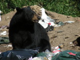 Black Bear adult at the dump_2007.JPG