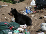 Black Bear cub at the dump_2007.JPG