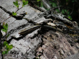 Five-lined Skink_adult_2007.JPG