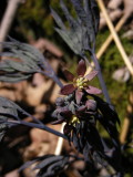 Blue Cohosh_2007_DSCN1963.JPG