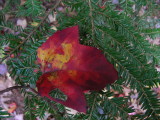 Maple Leaf on Hemlock -Spooky Hollow-October 20 2007.JPG