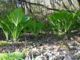 Skunk Cabbage at ground level-Spooky Hollow-May2007.JPG