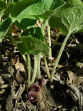 Wild Ginger-Spooky Hollow-May2007.JPG