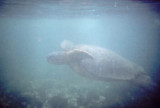 Green Sea Turtle.jpg