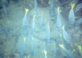 Razor (Yellowtailed) Surgeonfish_2.jpg
