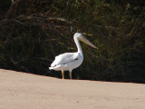 Pelican on sandbar