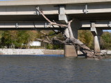 Big tree at Hwy 65