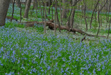 Bluebells in woods