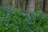 Wall of Virginia Bluebells