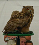 Eurasian eagle owl