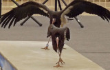 Abdims storks