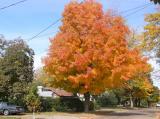 Orange maple