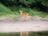 Fawn by River