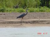 Heron on Sandbar