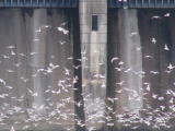 Red Rock Dam and Gulls