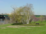 Birch Trees by the River-Des Moines