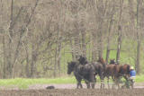 Planting With Horse-drawn Plow, Near Trenton Missouri