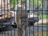Puma, Omaha Zoo