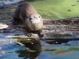 River otter, Omaha Zoo (Nebraska)