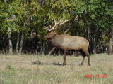 Elk, Simmons Wildlife Area