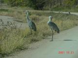 Sandhill Cranes, Simmons WildLife Area