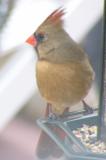 Female  cardinal