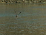 Eagle with fish at Red Rock