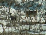 White tailed deer at Red Rock