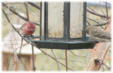 Housefinches share a feeder